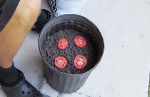 Toprağa domatesleri direkt olduğu gibi koyun bakın ne olacak!