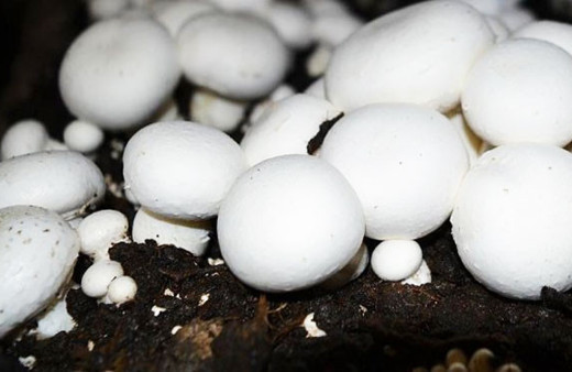 Mantar DNA'sında yeni antibiyotik üretim potansiyeli keşfedildi