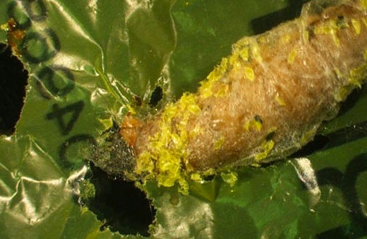 Plastik atıklara çözüm petek güvesi!