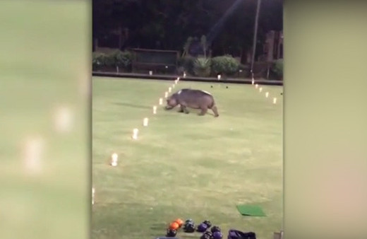 Maç sırasında sahaya gergedan girdi