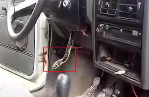 Direksiyondan yılan çıktı