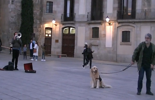 Müzik bitene kadar yerinden kalkmayan köpek