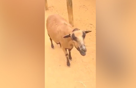 Keçinin sesini duyan kahkahalar attı!