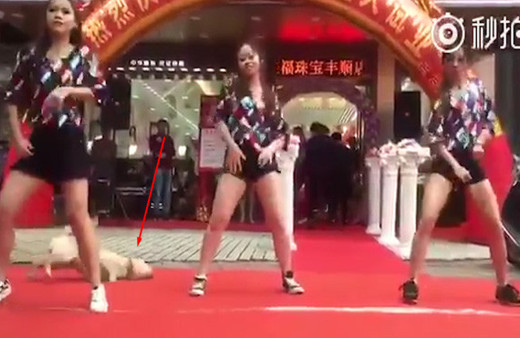 Kızların dansını trolleyen  köpek