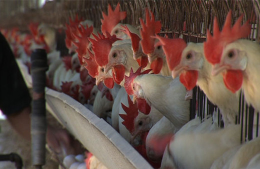  Tokat'ta kuş gribi vakası