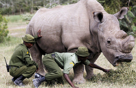 Tinder'da eş arayan Kenyalı gergedan 'Sudan'