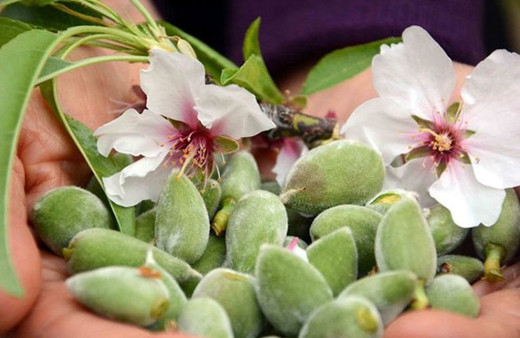 Çağla meyvesinin mucizevi faydaları