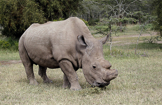 Türünün son örneği beyaz gergedan Tinder'da!