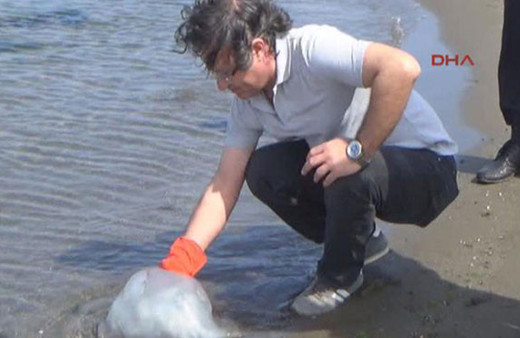 Yaz öncesi korkutan olay zehirli denizanalarına dikkat