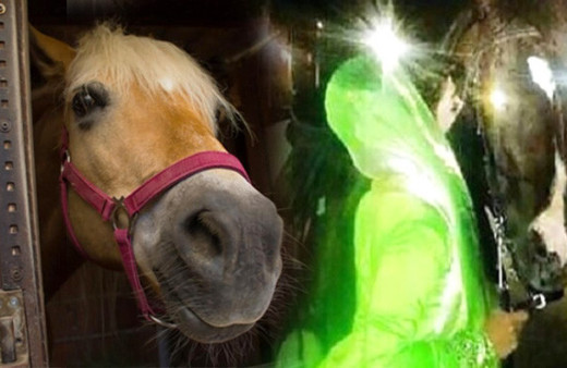 Karısı atı öptüğü için boşanan koca! Böylesi görülmedi