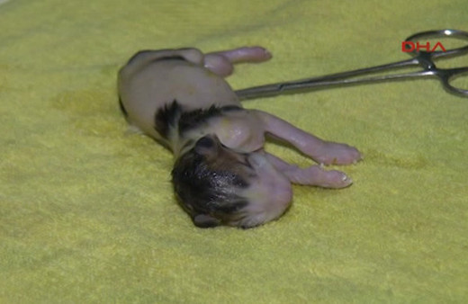 Yavru kedi, ezilen annesinin karnından sağ çıkarıldı