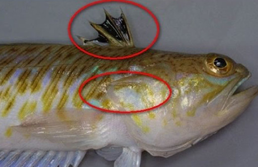 Bu balık hayatını kararttı