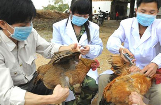 Tayvan'da kuş gribi vakaları