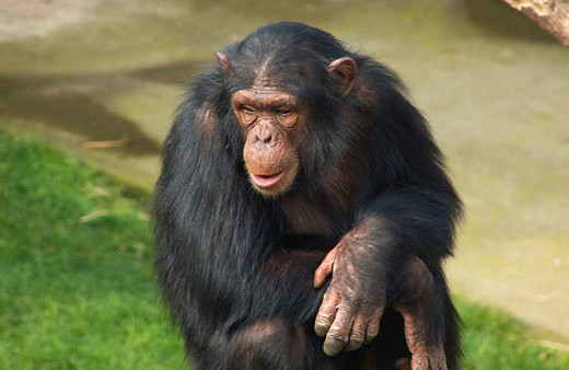 Maymunlar birlikte yaşayan kız çocuğu bulundu