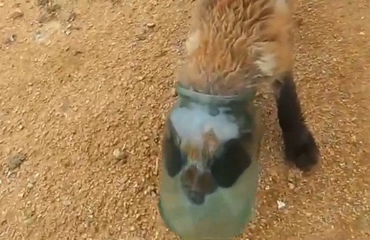 Kafasını kavanoza sıkıştıran tilki