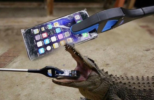 İPhone'u timsahların önüne attılar! Bakın sonra ne oldu