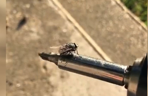 Matkap ucunda çılgınca dönen sinek