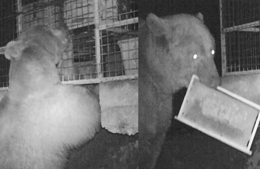 Ne çelik kafes ne de beton engel oldu! İşte o anlar