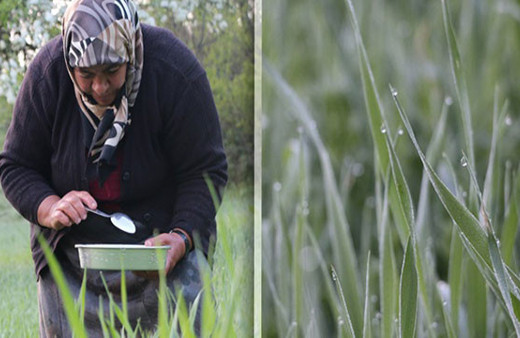 Çiy damlalarından yoğurt mayalıyorlar