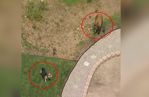 Ayı görünce tırsan şehirli köpek!