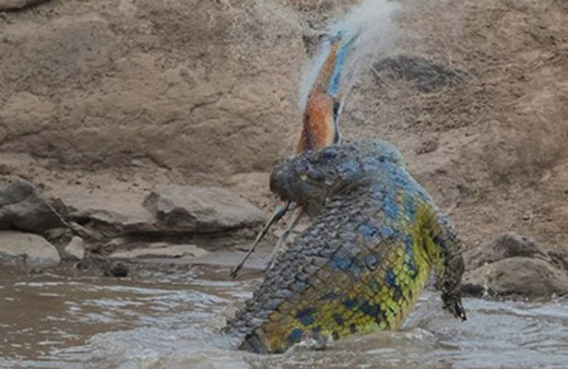 Vahşi doğanın acımasız yüzü