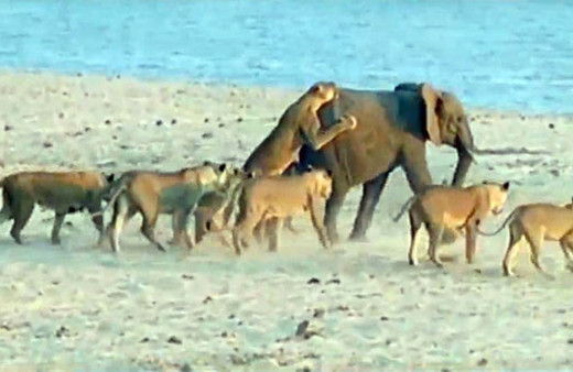 1 fil 14 tane aslana kafa tuttu bir anda üstüne atladı ama...