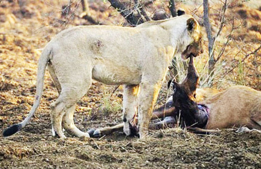 Avının hamile olduğunu gördü öyle bir şey yaptı ki gerçekten şok!