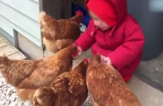 Tavukları beslediği sırada olan oldu