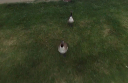 Drone avlayan ördek!