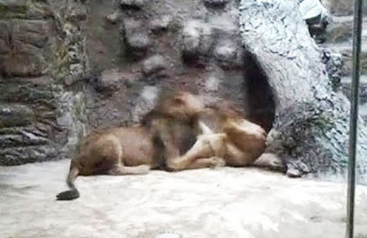 Bu olayın eşi benzeri yok! Görenler küçük dilini yuttu