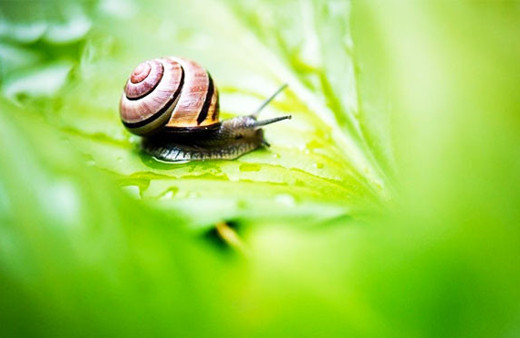 Dünyanın en ünlü salyangozu Jeremy'nin kalbini kırdılar