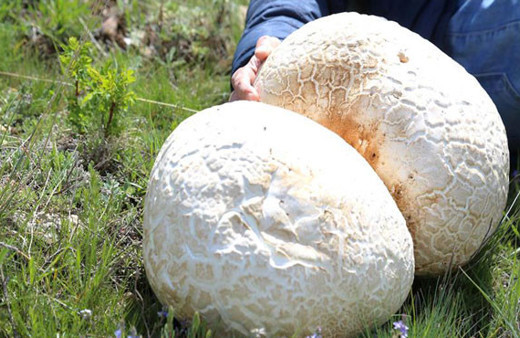 Bayburt'ta dev mantar bulundu