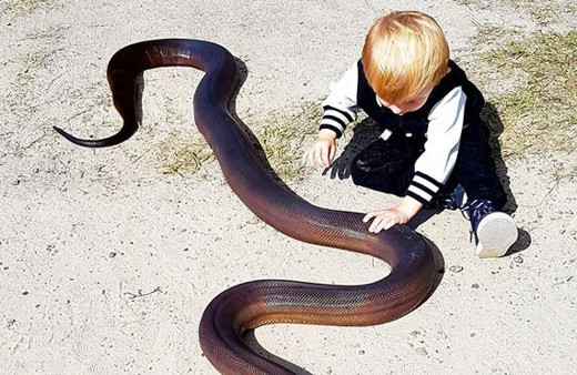 Sosyal medya bu cengaver çocuğu konuşuyor! Yılanları elleriyle...