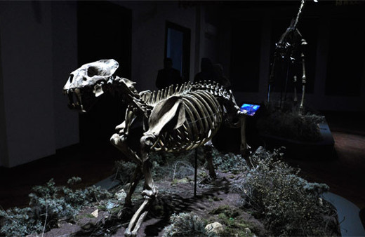 8 milyon yıllık fosiller meraklılarını bekliyor