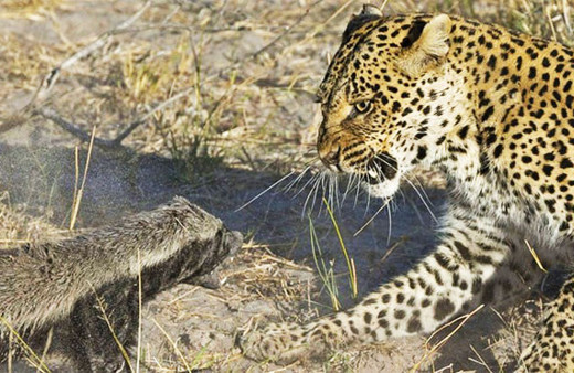 Bir anda üstüne atladı ama sonuç çok başka! Tam 6 saat...
