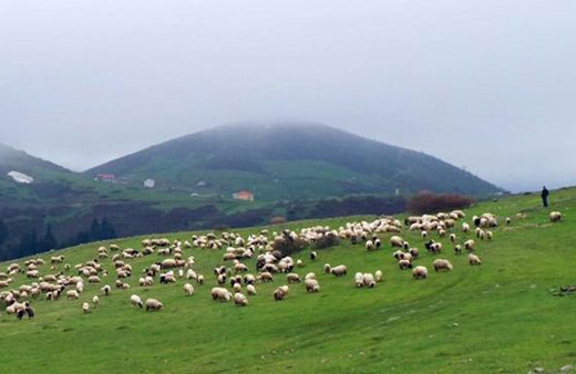 4 bin TL maaşla çoban arıyorlar