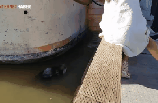 Deniz Aslanı küçük kızı kaçırdı! Dehşete düşüren o anlar