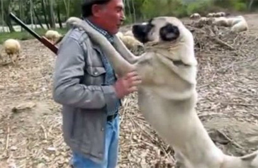 Kangal köpeğini hunharca seven adam