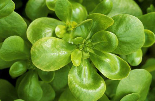 Yaza semiz otu mucizesi ile hazırlanın