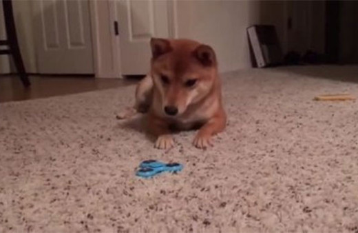 Stres çarkının strese soktuğu köpek