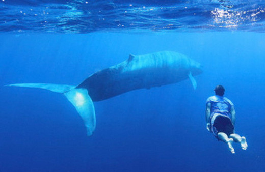 Mavi balinalar 3 milyon yıl önce meğer...