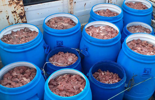 Satışa hazır 5 ton domuz eti ele geçirildi