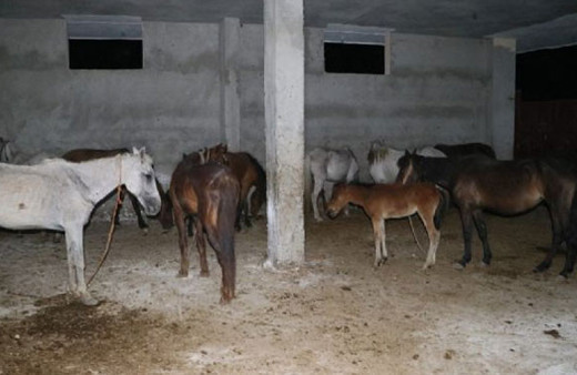 Adana'da kaçak at kesimine operasyon