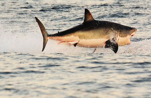 Yunan balıkçılar, Ege'de 7 metrelik köpekbalığı yakaladı