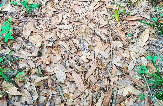 Fotoğraftaki yılanı bulabilir misiniz? İnternet alemi çıldırdı!