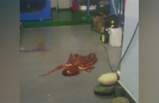 Firari ahtapot kilidi açıp böyle kaçmaya çalıştı!