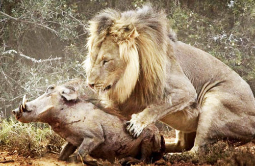 Aslan yaban domuzunun üzerine bir anda atladı ve...