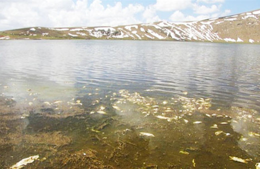 Van'da balık ölümleri için araştırma başlatıldı