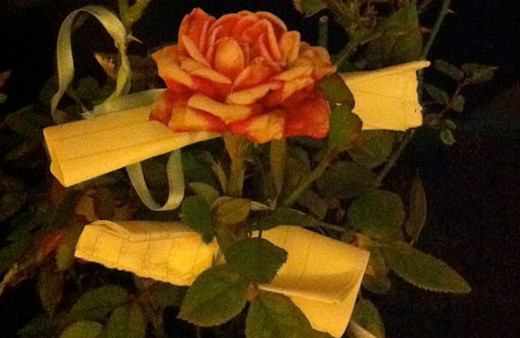 Hıdırellezde gül ağacı yoksa bulamazsak ne yapılır?