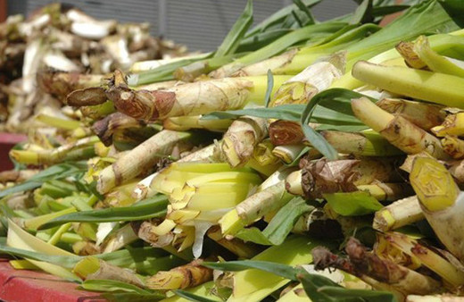 Şifa kaynağı kenger bitkisinin faydaları